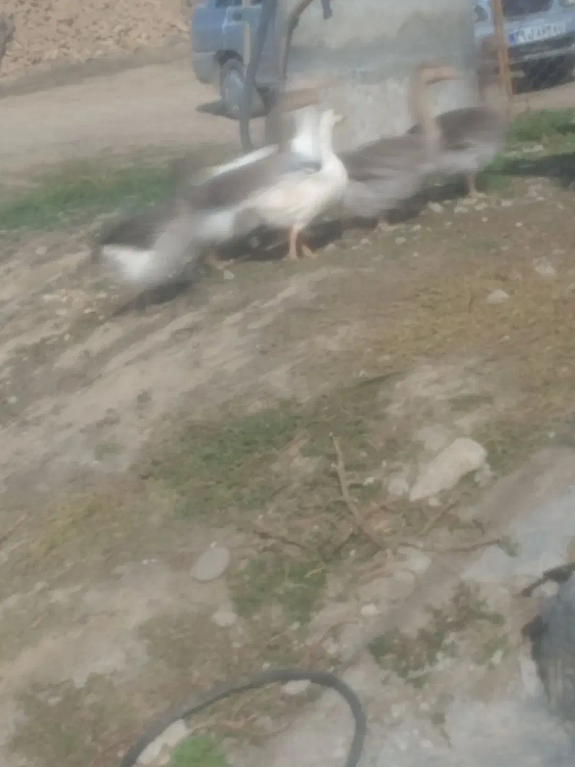 6عدد غاز گوشتی|حیوانات مزرعه|بیله سوار, |دیوار