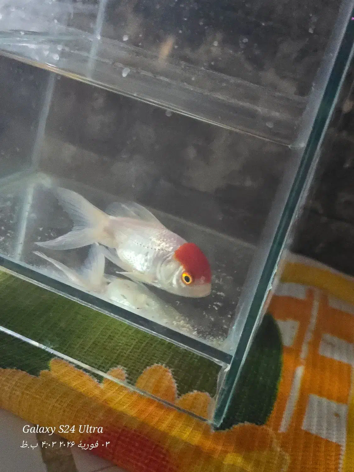 ماهی گلدفیش|ماهی|قم, تولید دارو و یخچال|دیوار