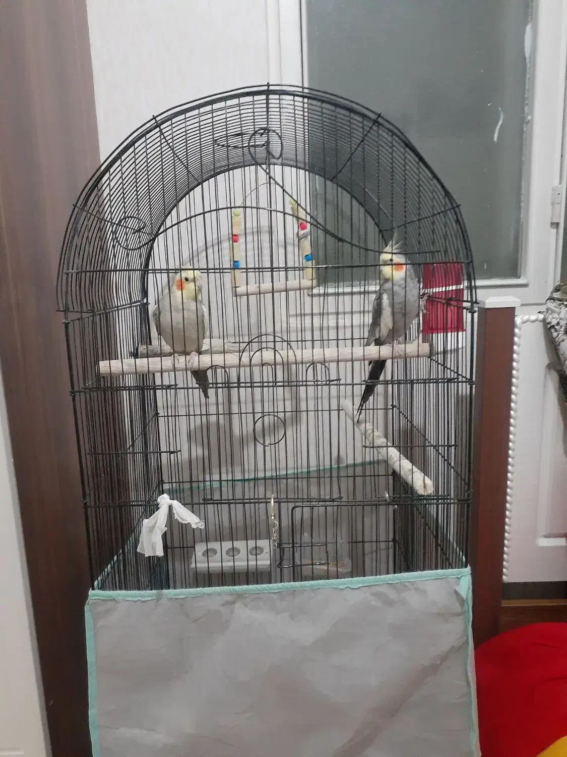 عروس هلندی|پرنده|قزوین, |دیوار