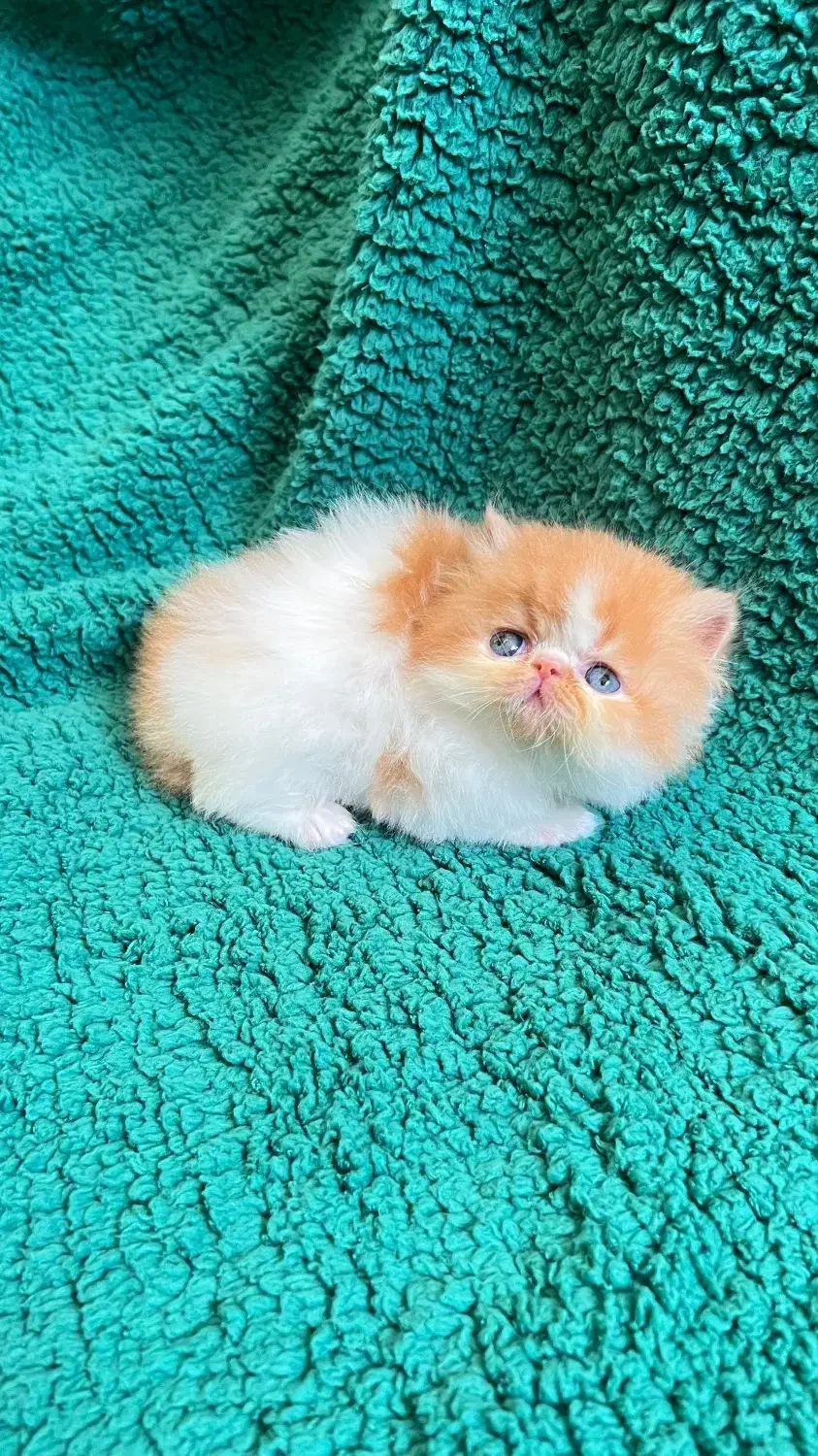 دنیای زیبای پرشین های شجره دار|گربه|شیراز, ارم|دیوار