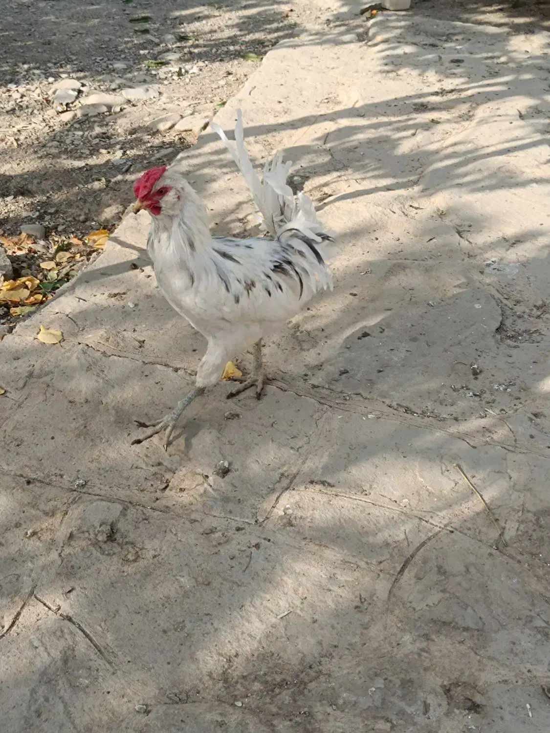 خروس گلین جوان|حیوانات مزرعه|مشهد, موسوی قوچانی|دیوار