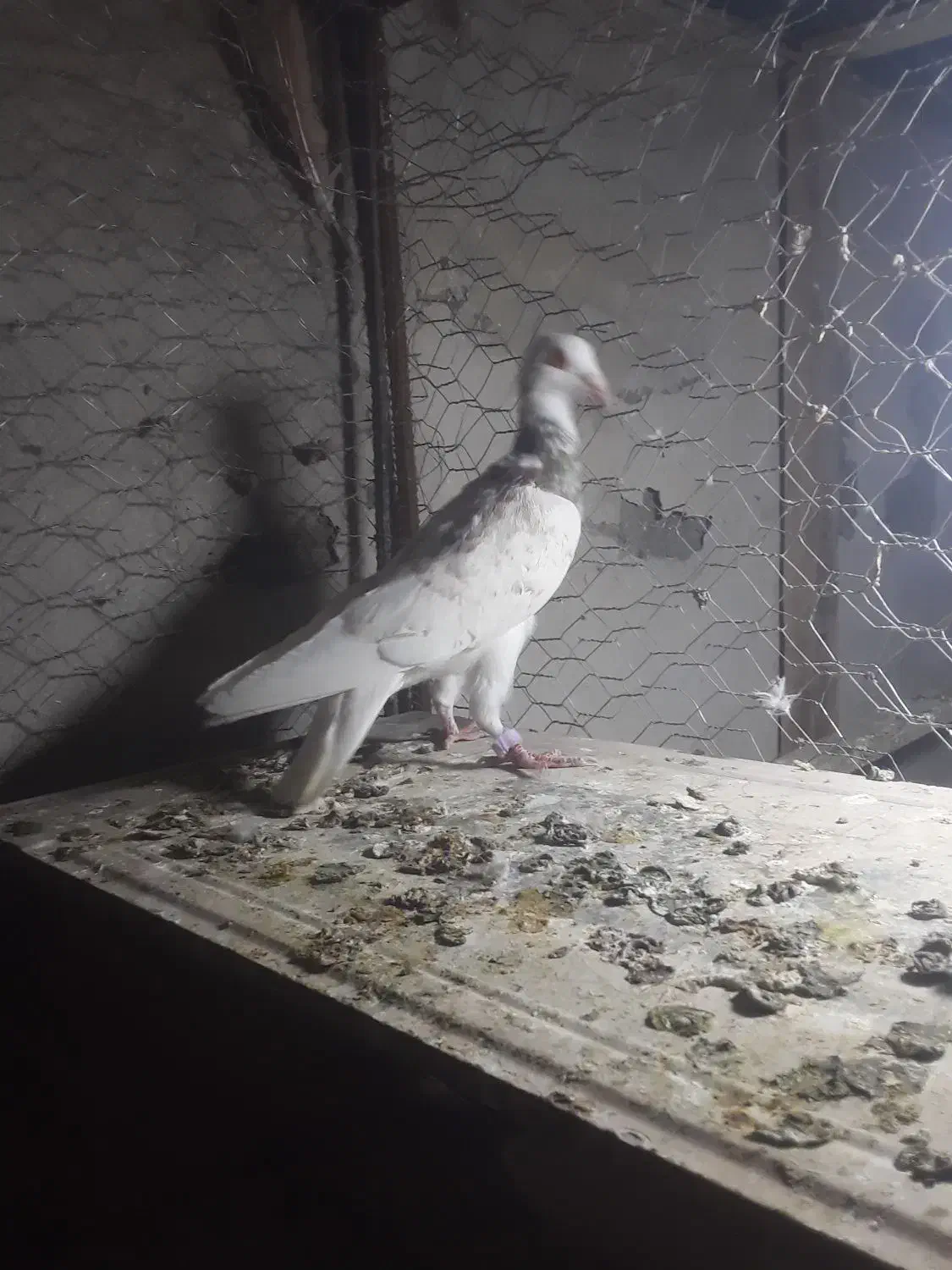 پرشی جغتای|پرنده|خور (اصفهان), |دیوار