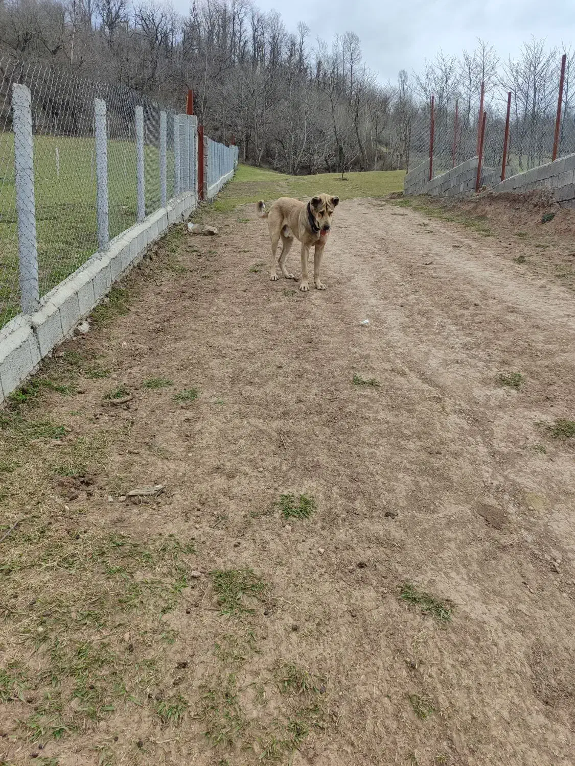 توله عراقی پژدر|سگ|رشت, نامجو|دیوار