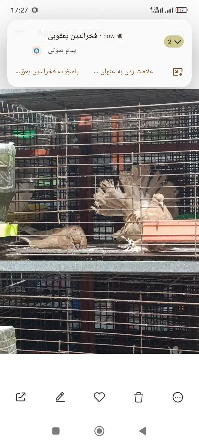 دم چتری آمریکایی|پرنده|ابریشم, |دیوار