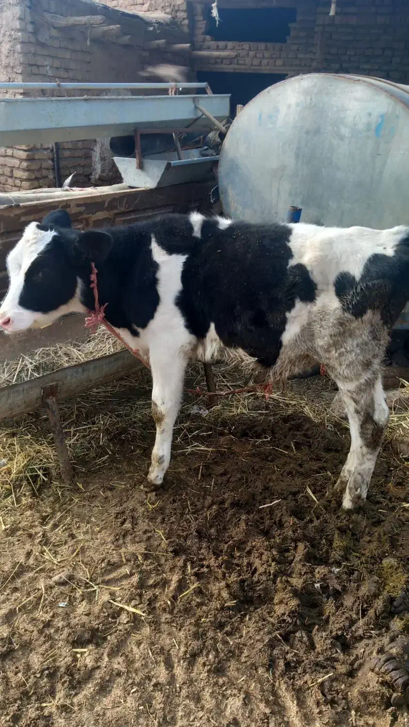 گوساله نر|حیوانات مزرعه|چناران, |دیوار