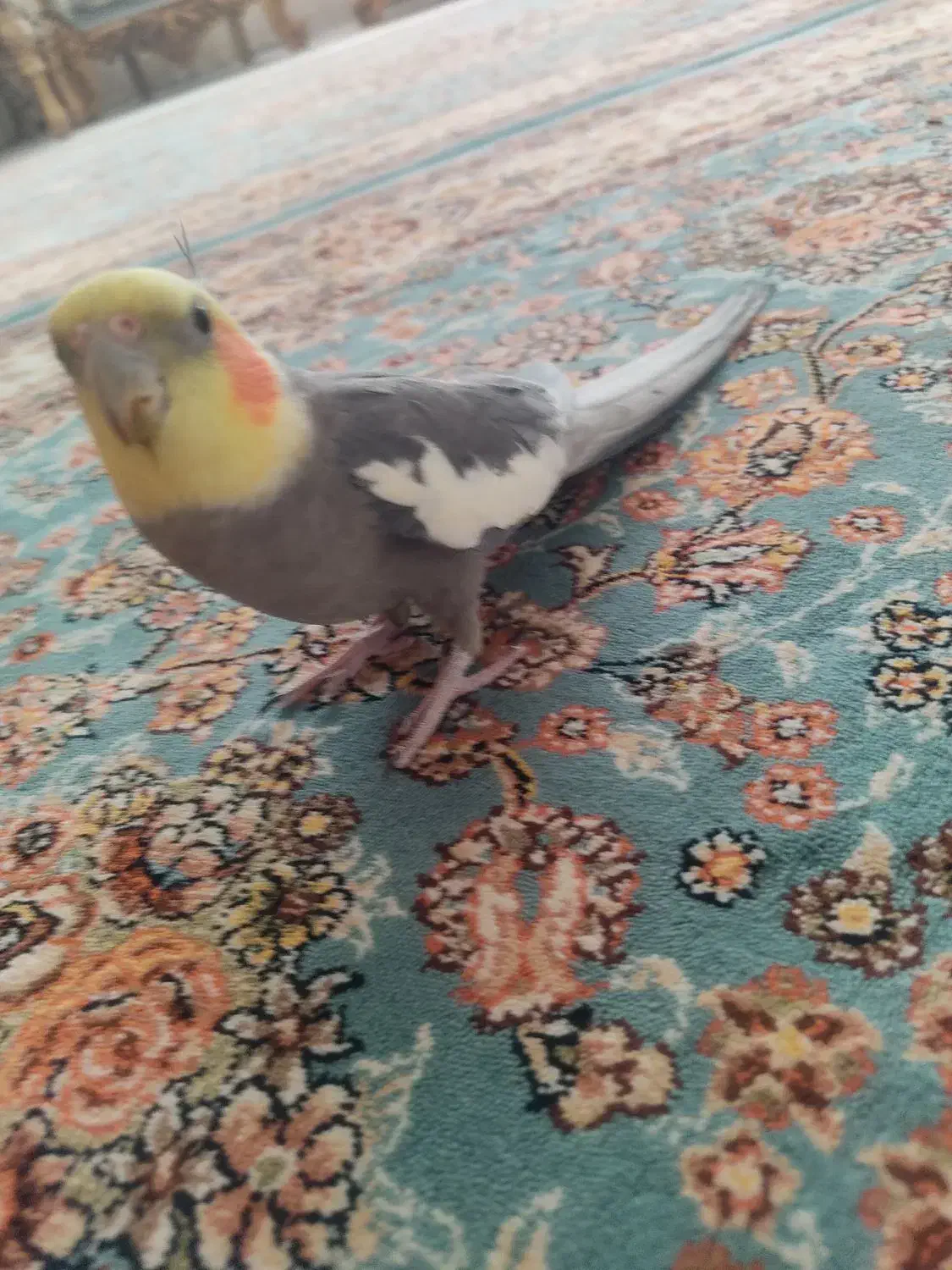 عروس هلندی|پرنده|مریوان, |دیوار