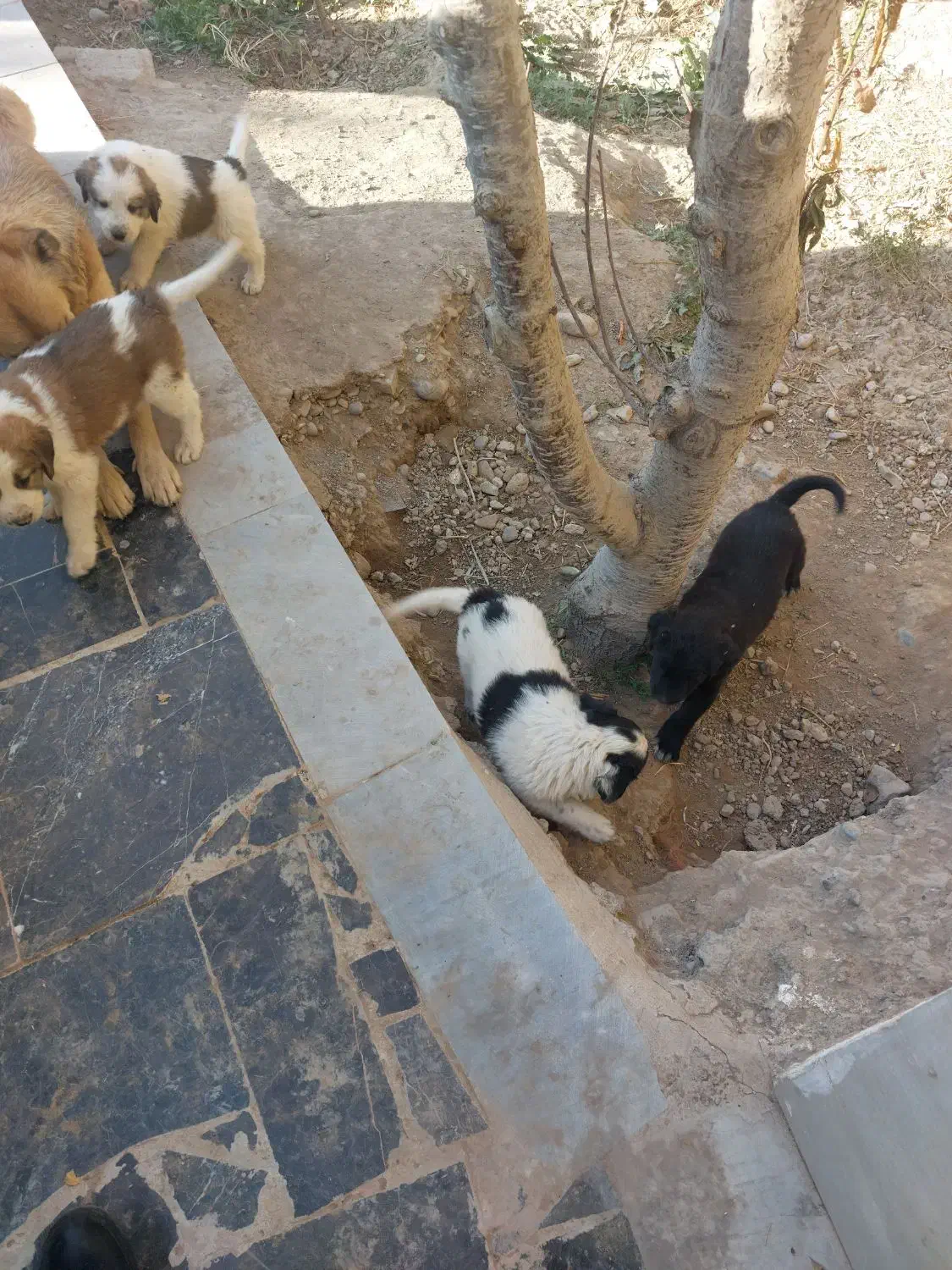 واگذاری رایگان سگ|سگ|پیشوا, |دیوار