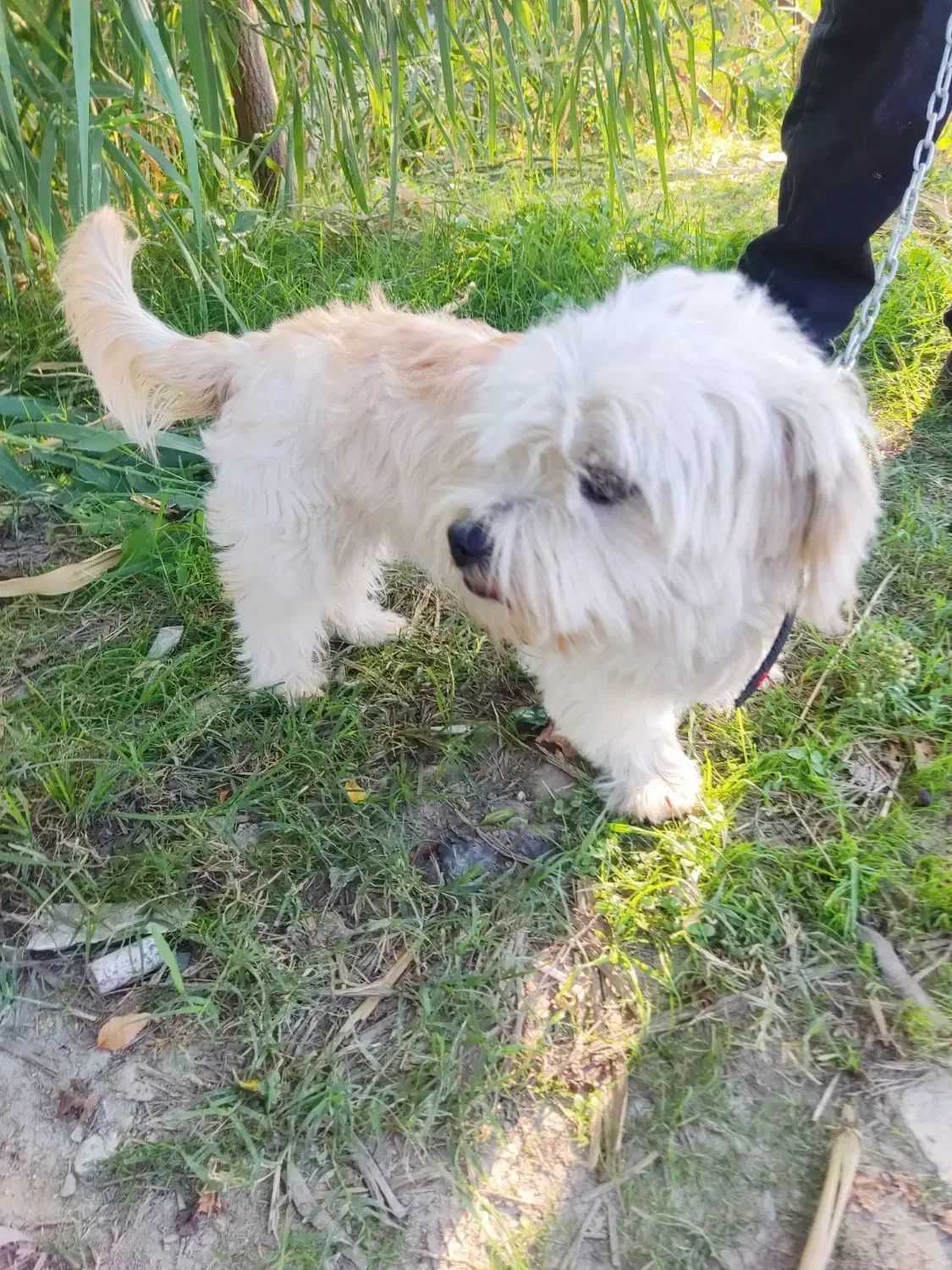 سگ زیبا عال.یی|سگ|گرگان, |دیوار