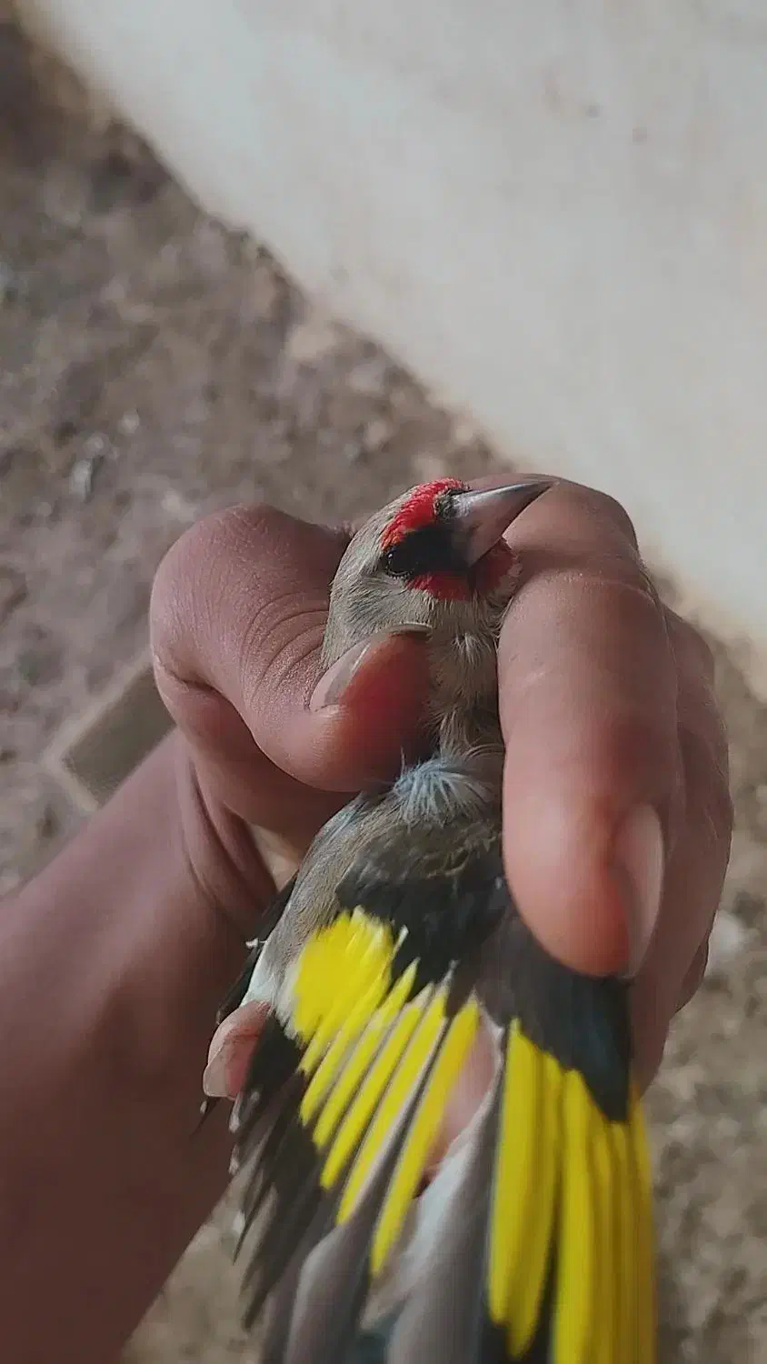 قناری|پرنده|آشخانه, |دیوار