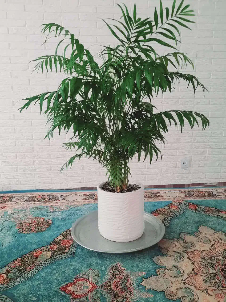 گل گیاه|گل و گیاه طبیعی|رباط‌کریم, شهرک والفجر|دیوار