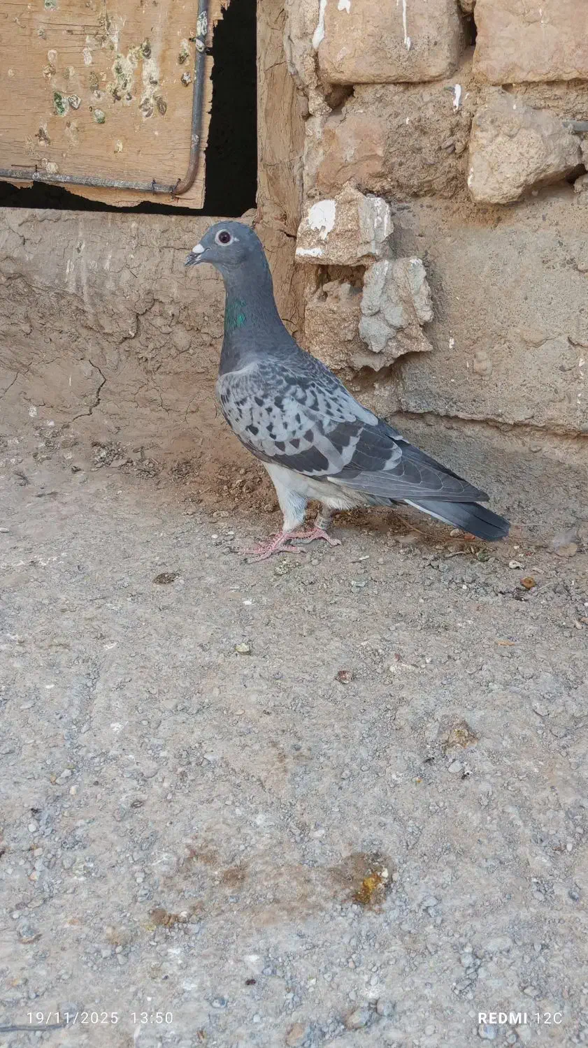 نروماده مگس|پرنده|زهک, |دیوار