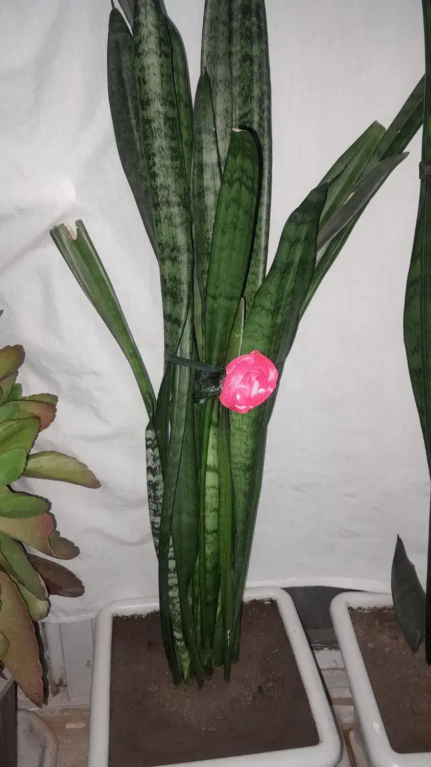 گل طبیعی|گل و گیاه طبیعی|اشترینان, |دیوار