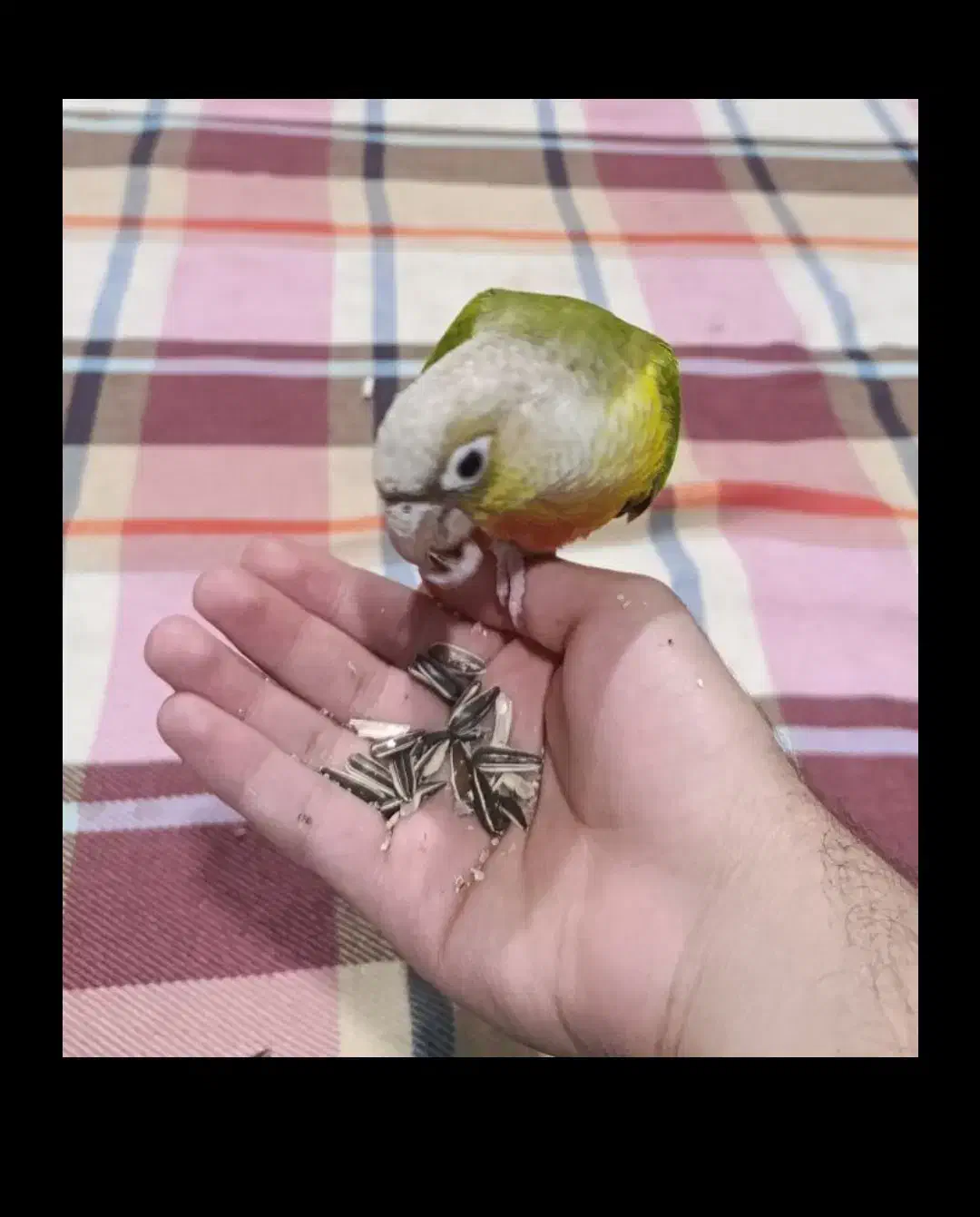 طوطی گرینچیک آناناسی ردفاکتور|پرنده|رفسنجان, |دیوار