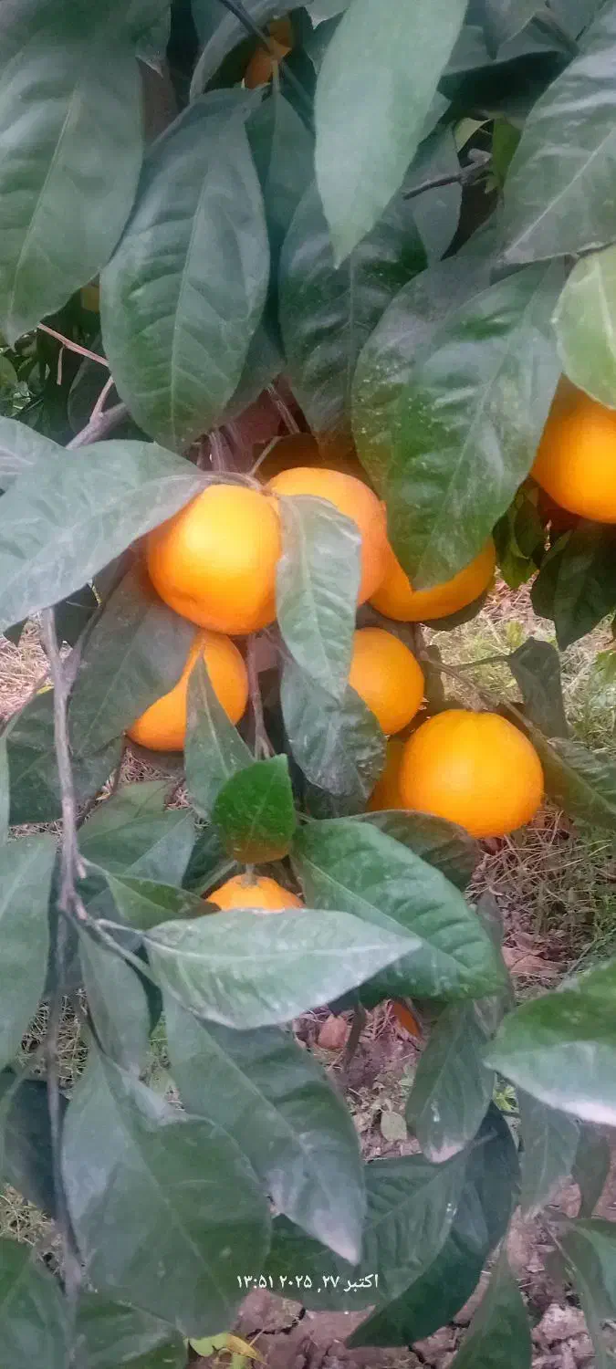 کارگر پرتقال چیدن وبسته بندی آقا وخانم|خدمات باغبانی و درختکاری|علیآباد کتول, |دیوار