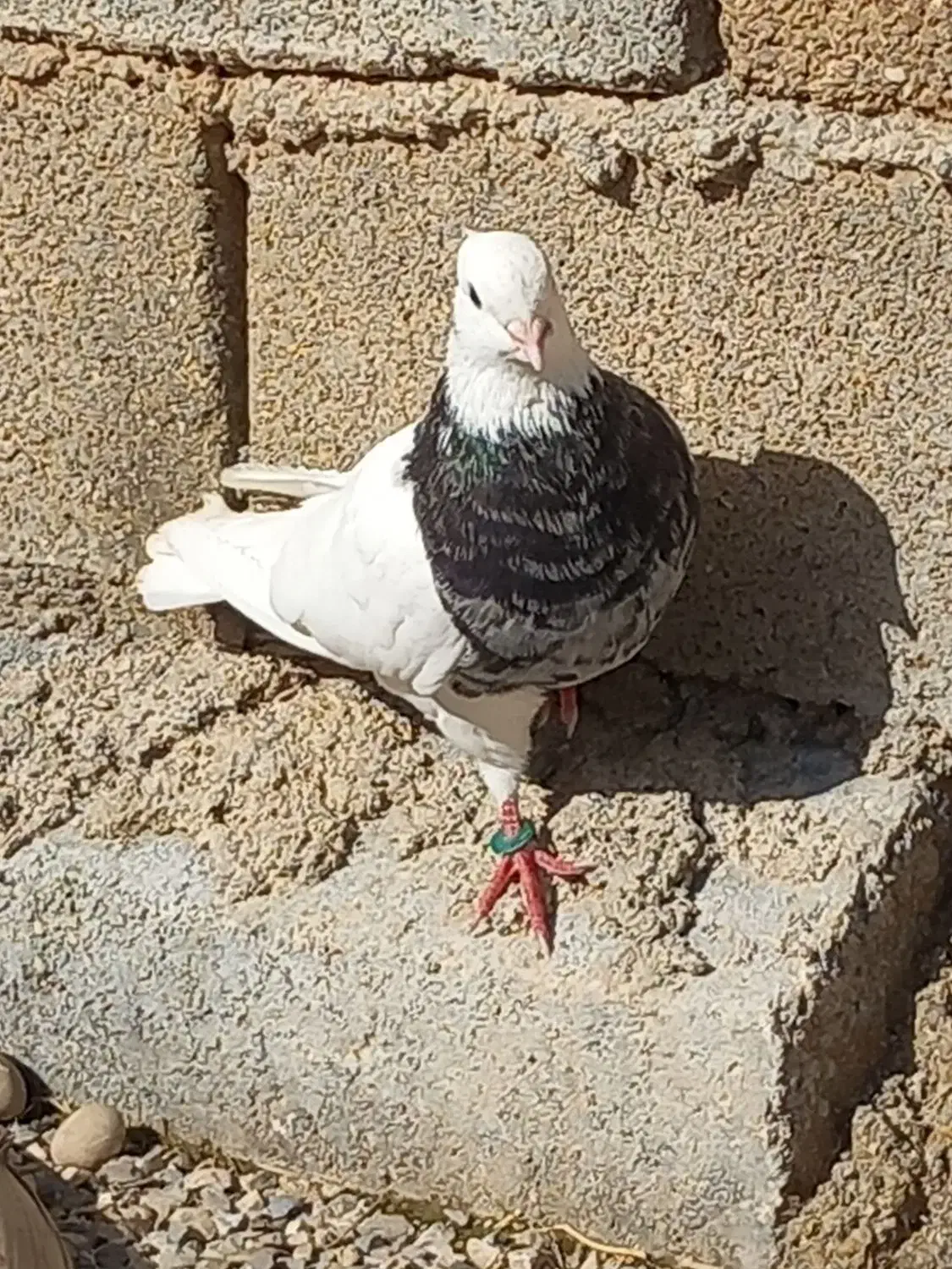 کبوتر طوقی|پرنده|امیدیه, |دیوار