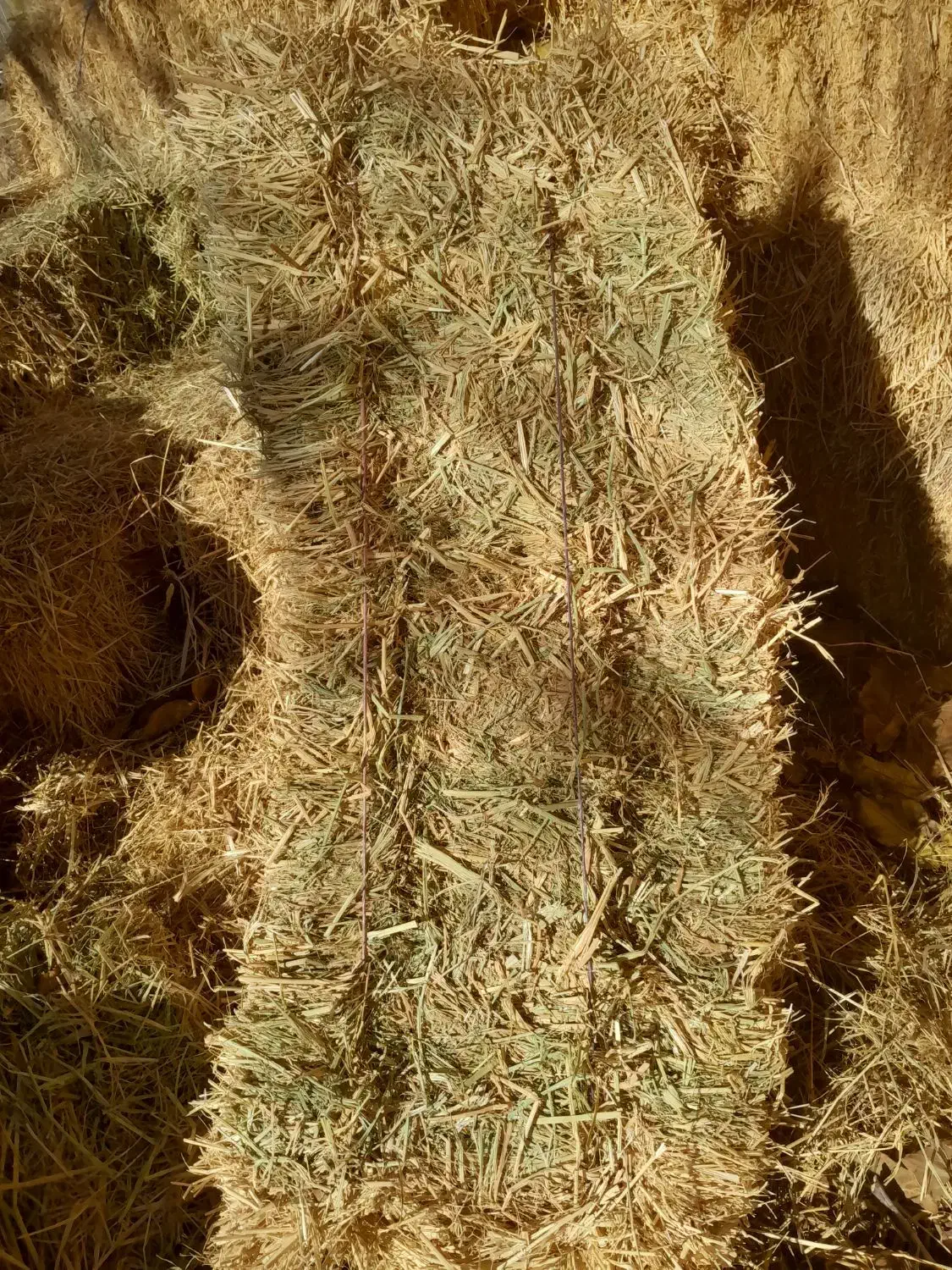 علوفه پرس  بلیم برنج|حیوانات مزرعه|تیکمه داش, |دیوار