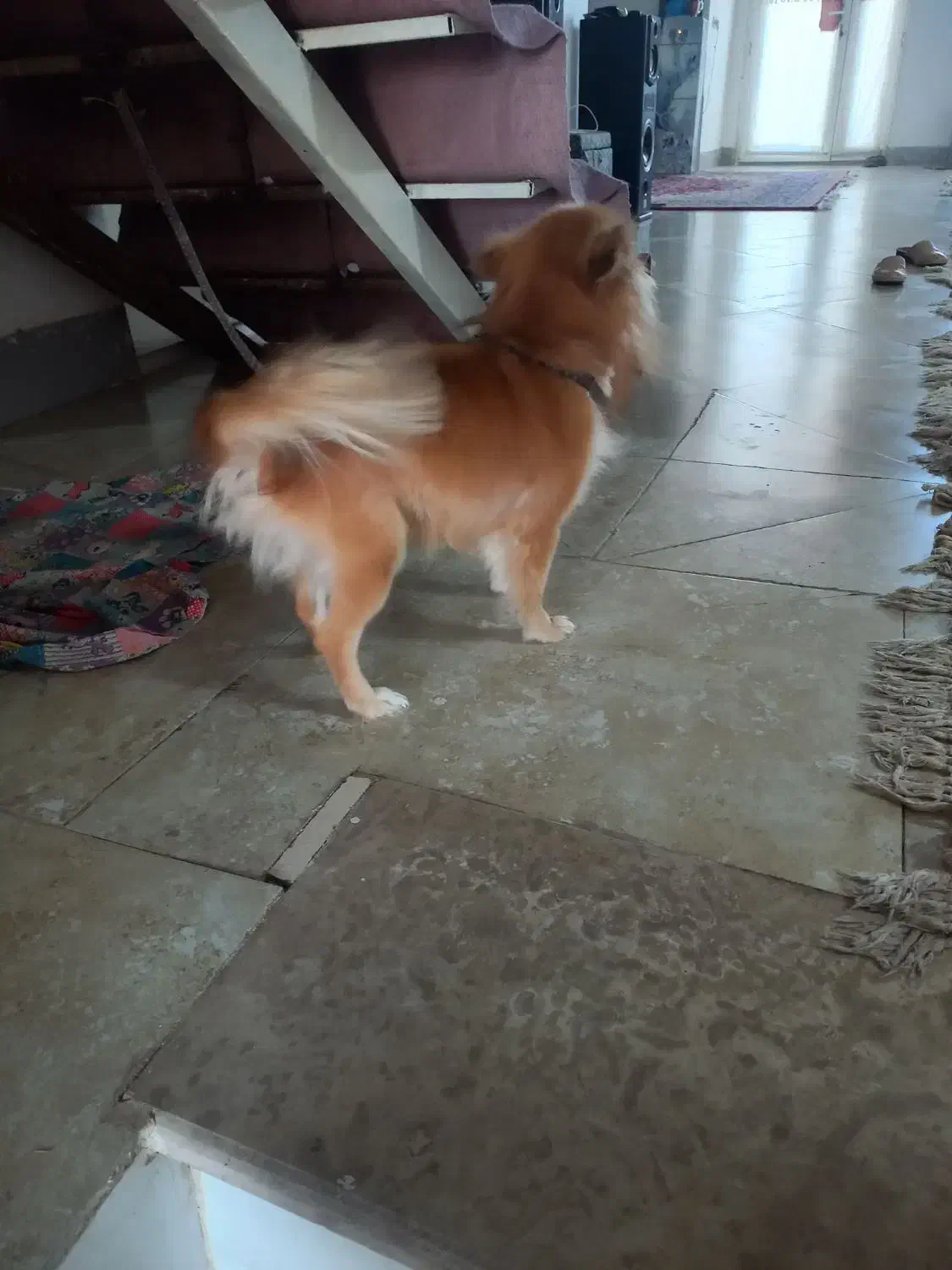 فروش سگ|سگ|رفسنجان, |دیوار