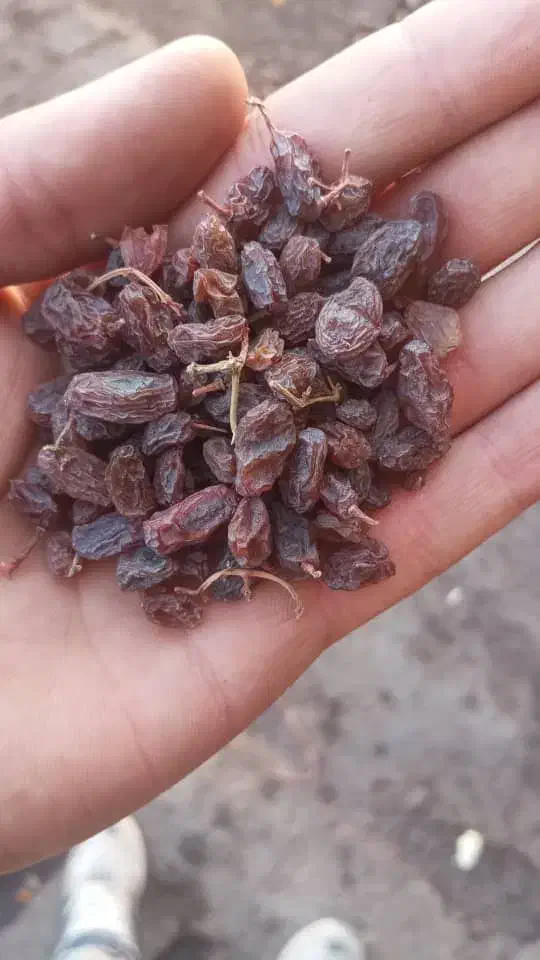 کشمش آفتابی و مویز تاکستان|خوردنی و آشامیدنی|تهران, خلیج فارس|دیوار