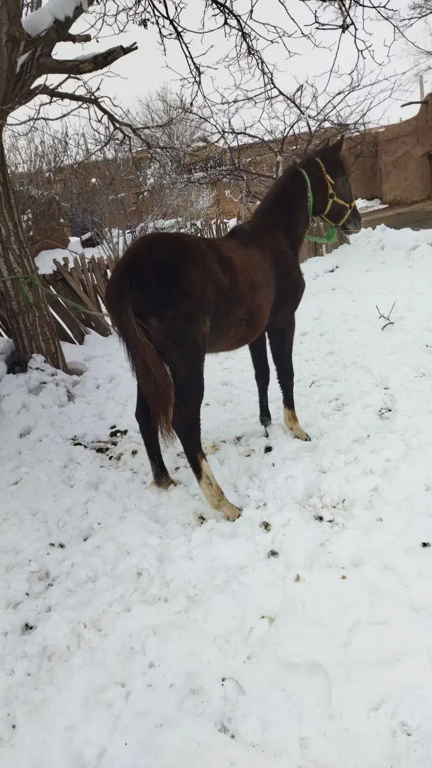 اسب ترکمن|اسب و تجهیزات اسبسواری|خوی, |دیوار