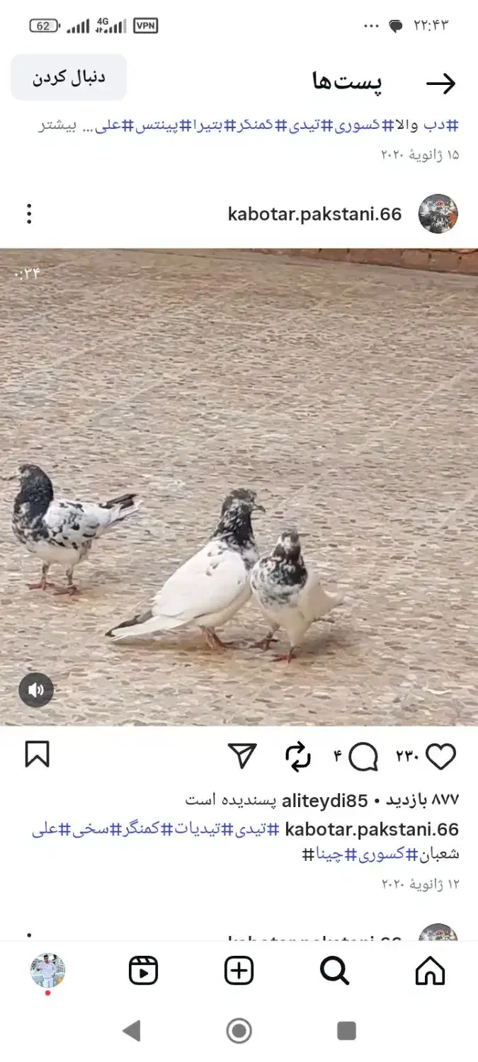 کبوتر گمشده|حیوانات|جلین, |دیوار