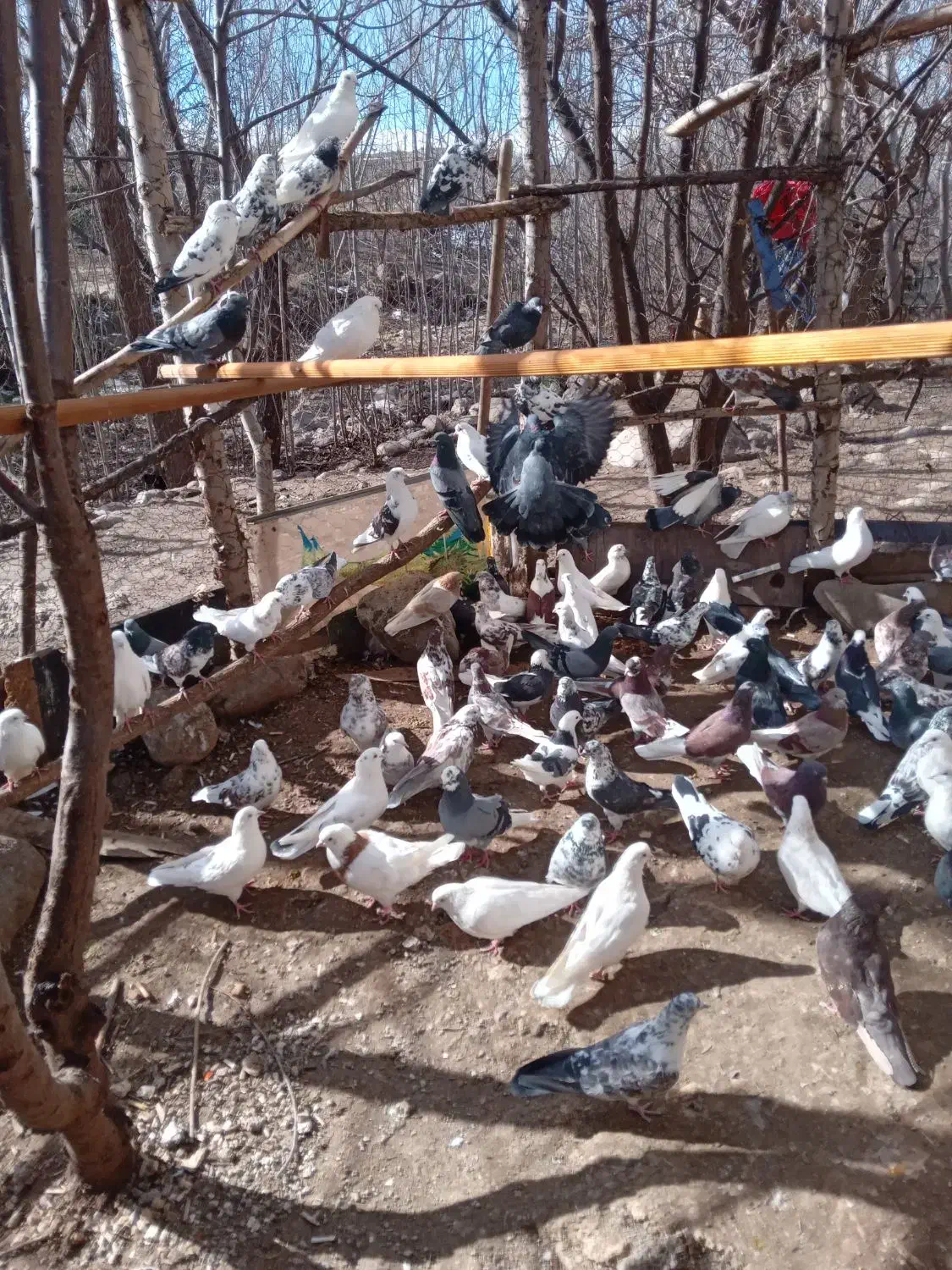 کبوتر فروشی|پرنده|مشگین شهر, |دیوار