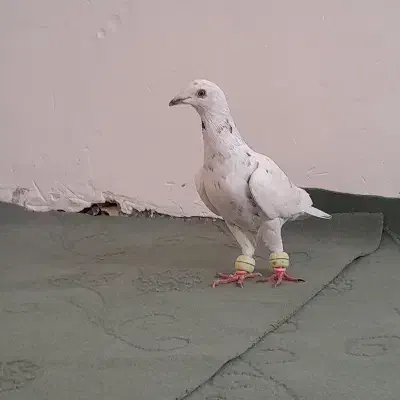 نر سوراخ|پرنده|کوهبنان, |دیوار