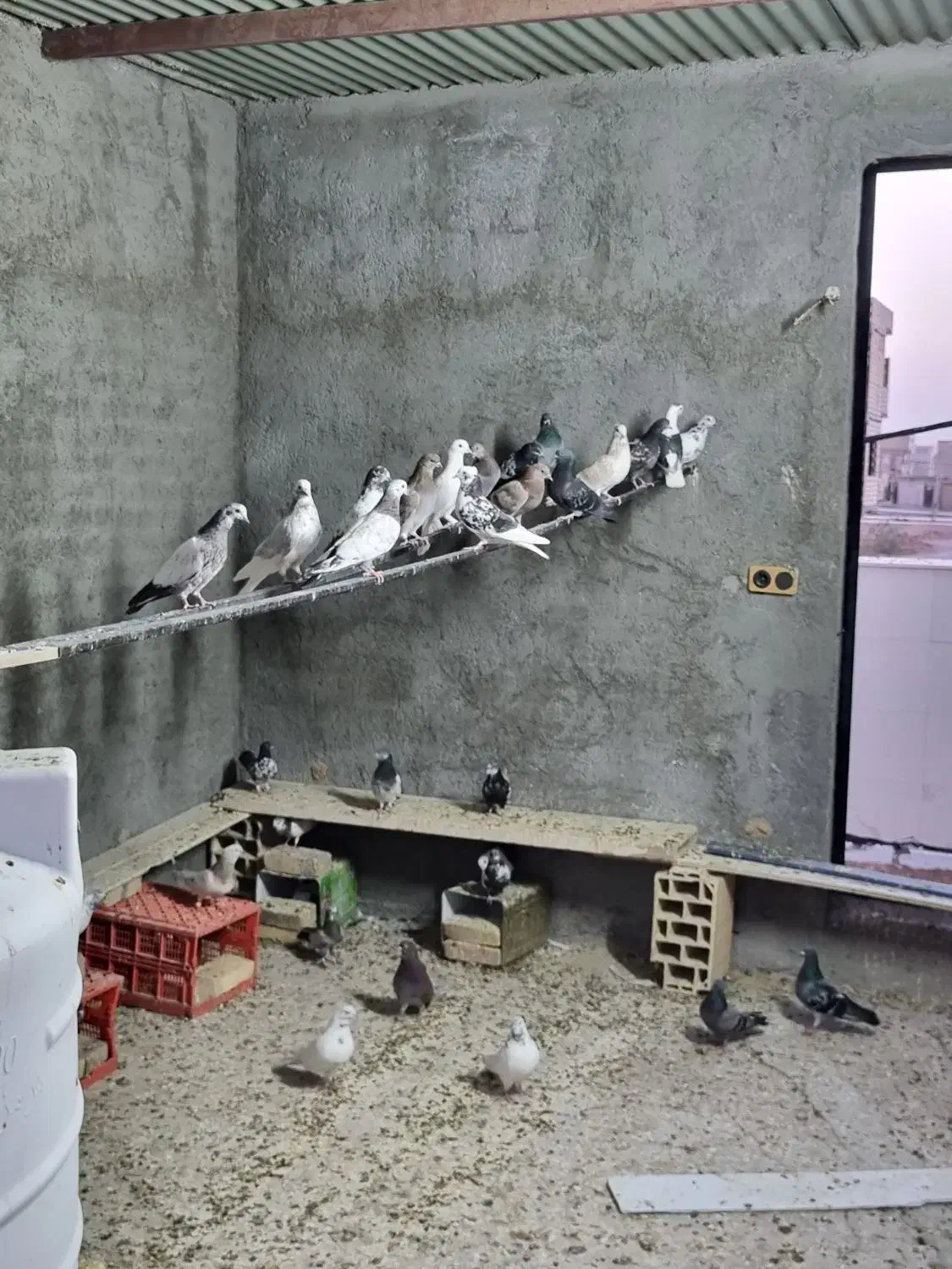 کفتر|پرنده|یزد, |دیوار