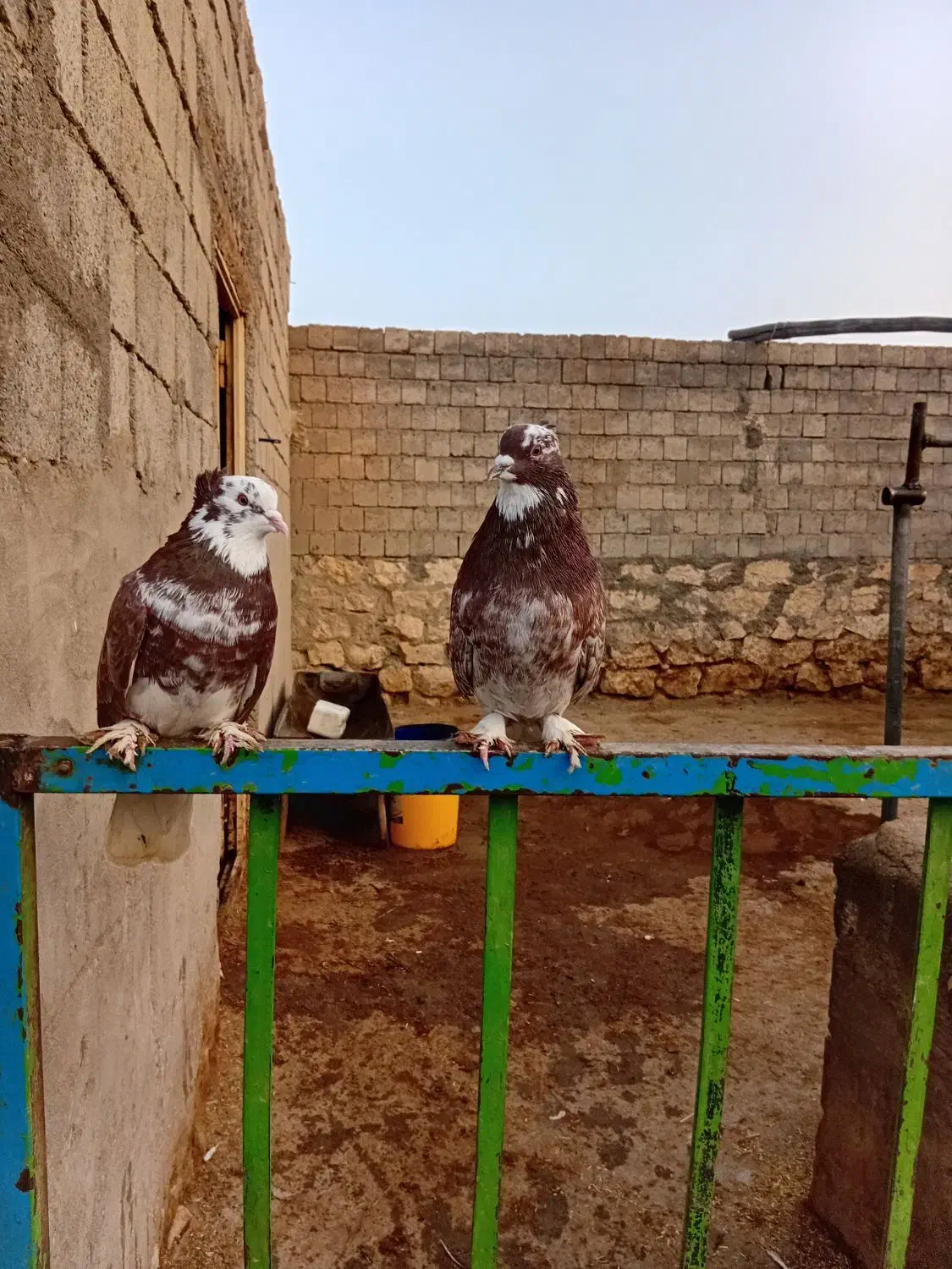 کبوتر|پرنده|نقده, |دیوار