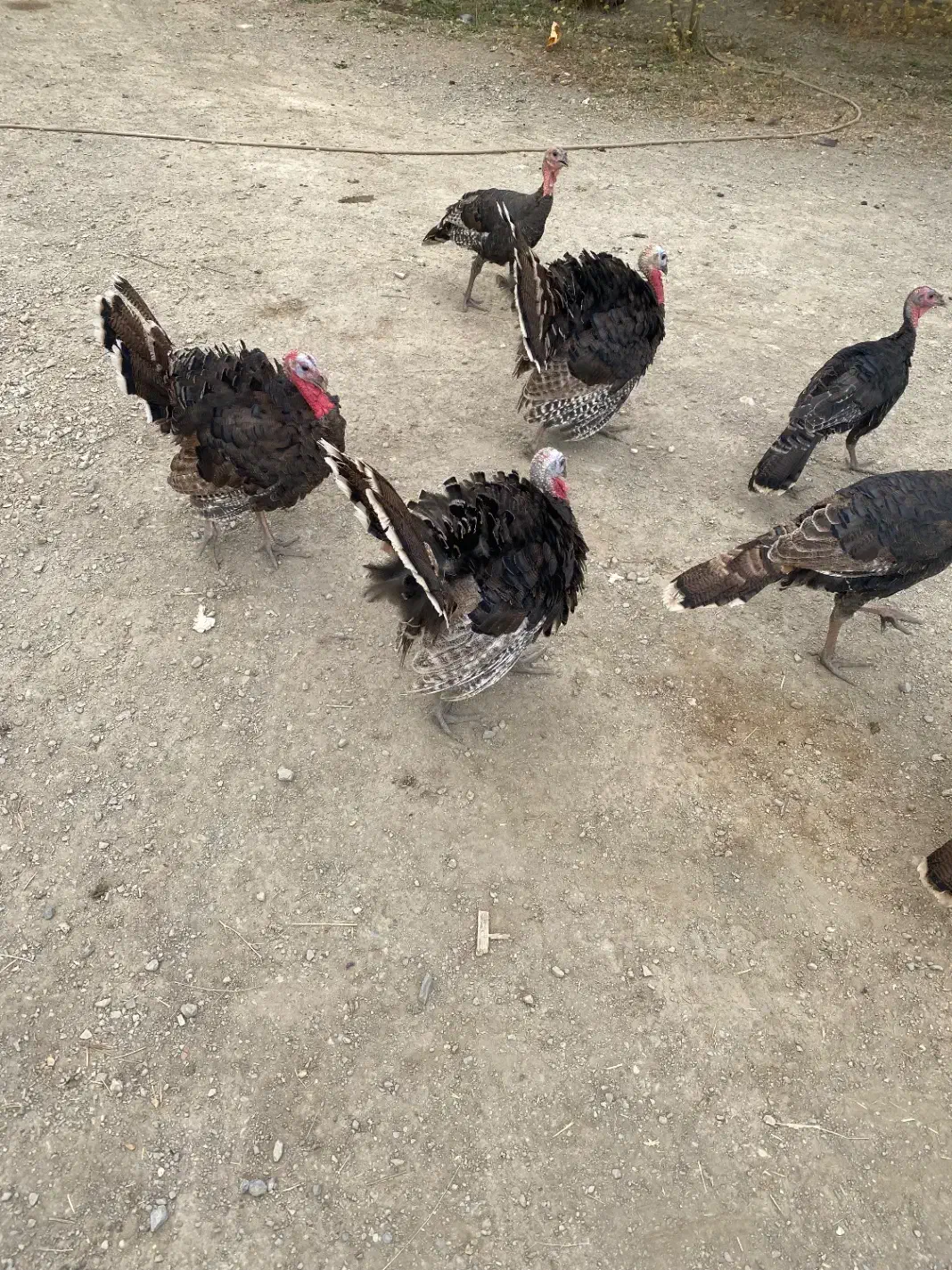 بوقلمون|حیوانات مزرعه|سیلوانه, |دیوار