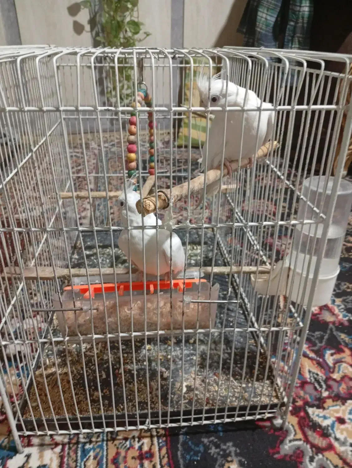 پرنده فروشی|پرنده|تربتحیدریه, حیدرآباد|دیوار