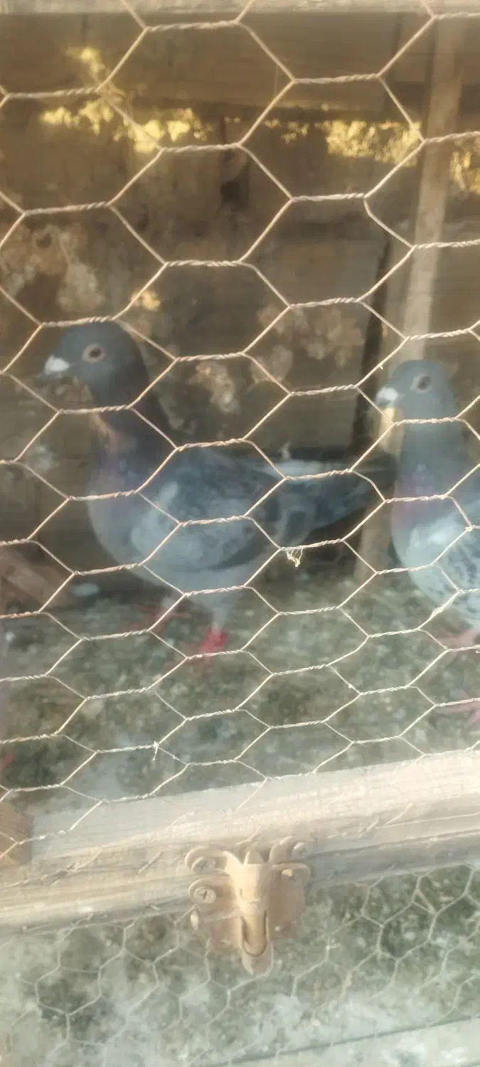 کفتر بوم|پرنده|مشهد, نوید|دیوار