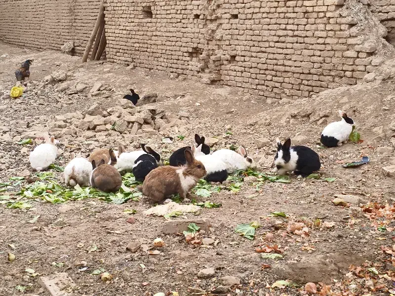 خرگوش|موش و خرگوش|شهرکرد, |دیوار