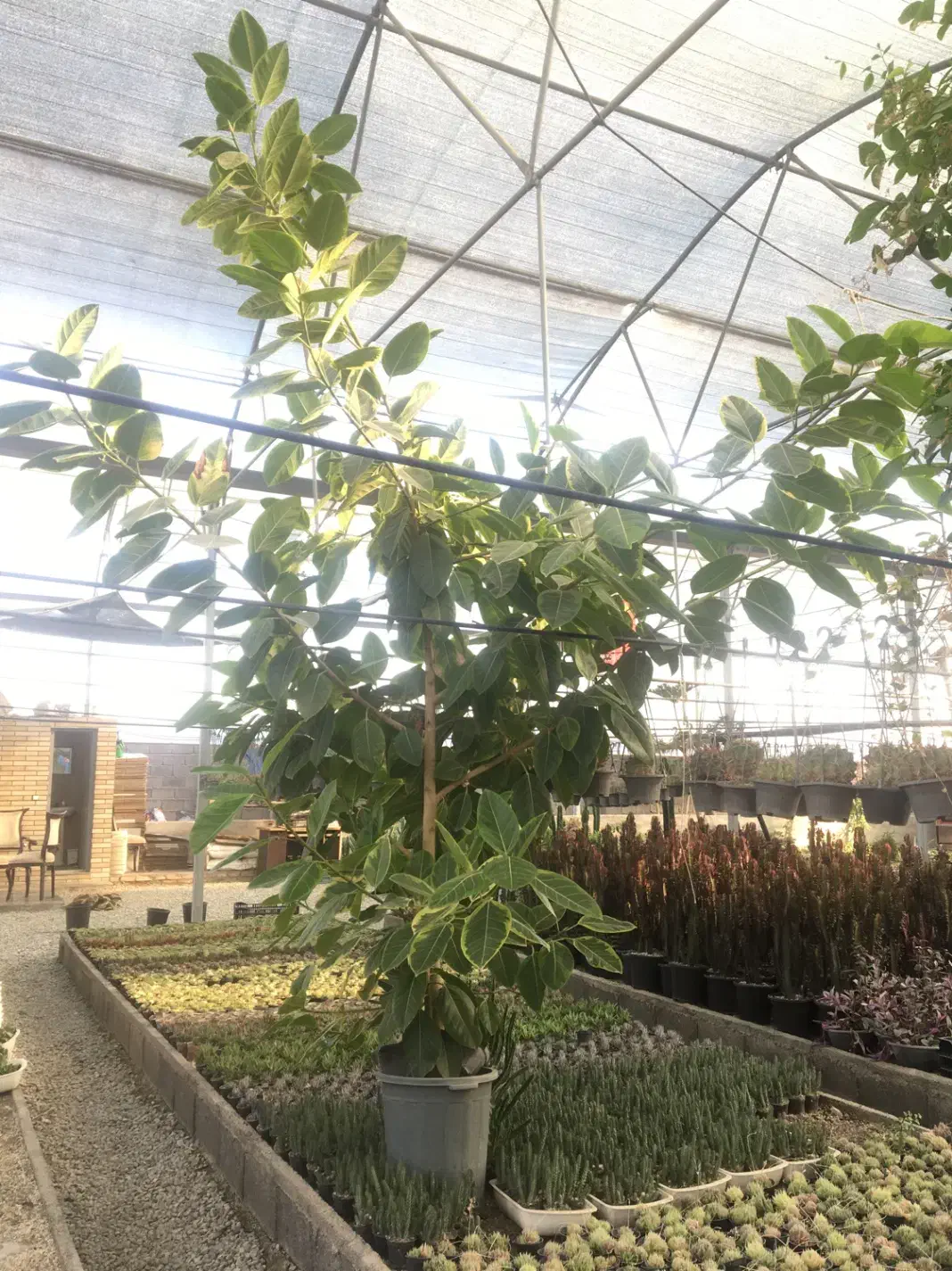 گل فیکوس ارتیسما|گل و گیاه طبیعی|صفادشت, |دیوار