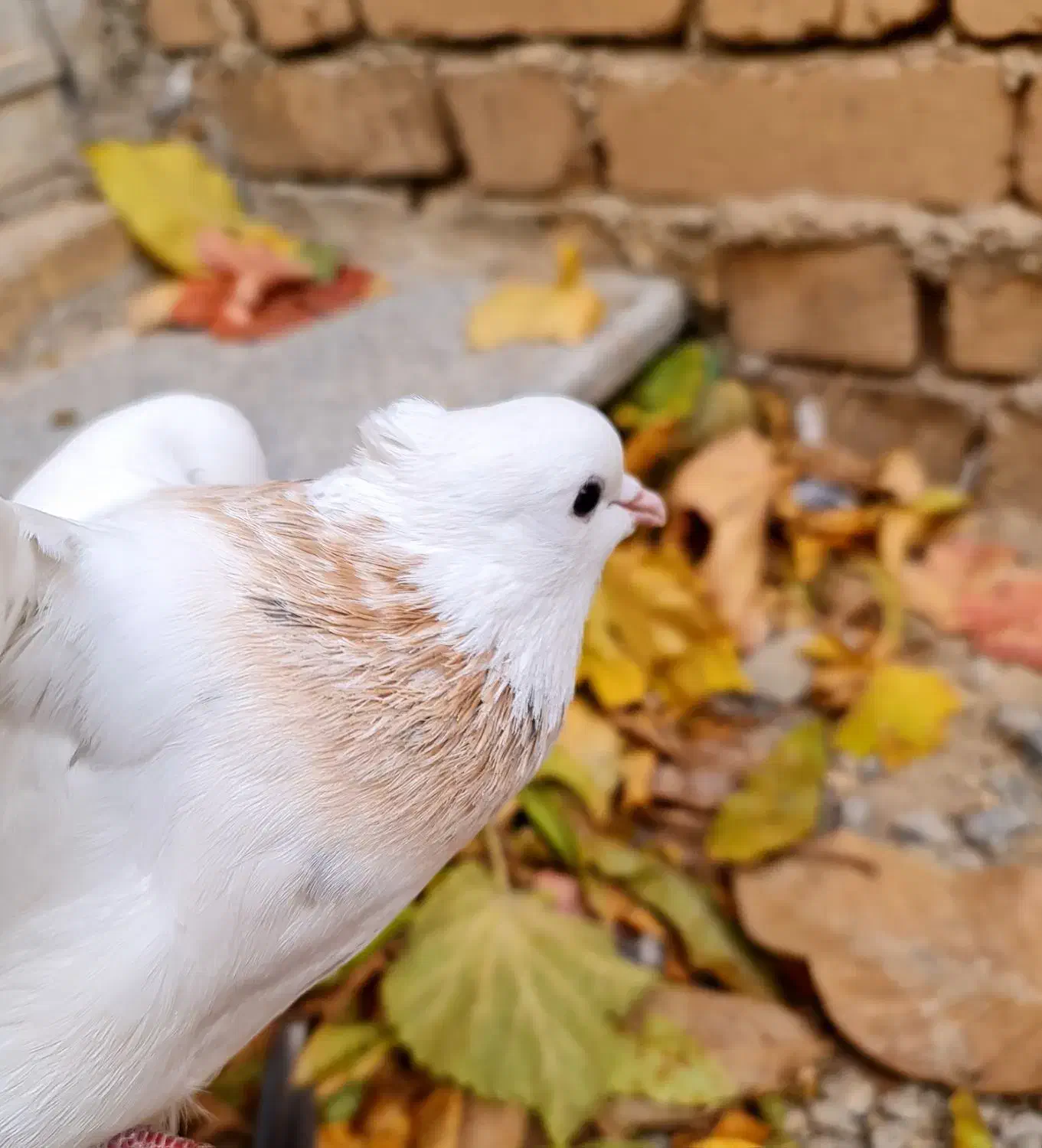 طوقی ماده|پرنده|شهرکرد, |دیوار