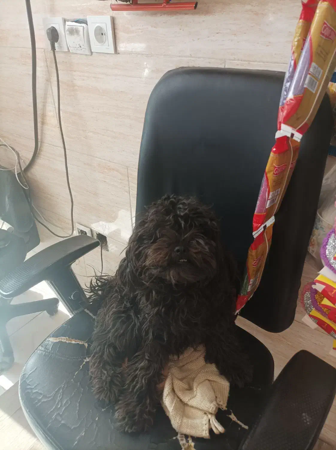 فروش سگ|سگ|رودهن, |دیوار