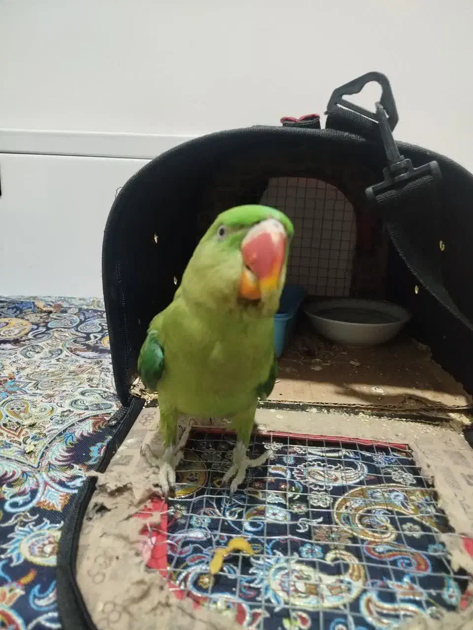 شاه طوطی نر فول رام دستی|پرنده|تهران, شهرک زینبیه|دیوار