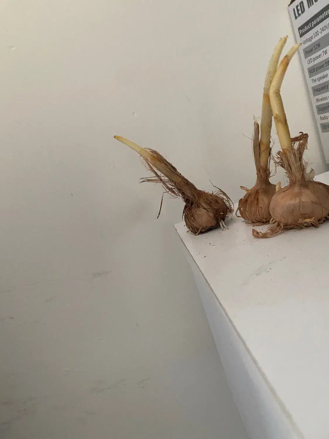 پیاز قائنات درجه یک|گل و گیاه طبیعی|هشتگرد, شهرک راه آهن|دیوار