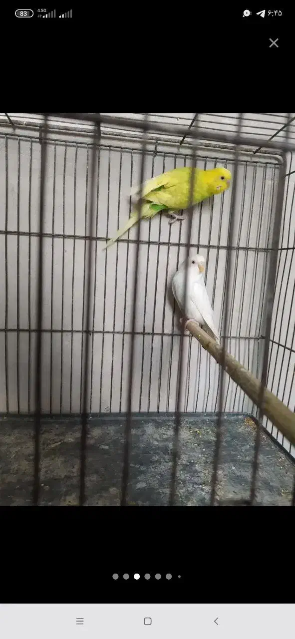 مرغ عشق مولد روی تخم|پرنده|خرمدره, |دیوار