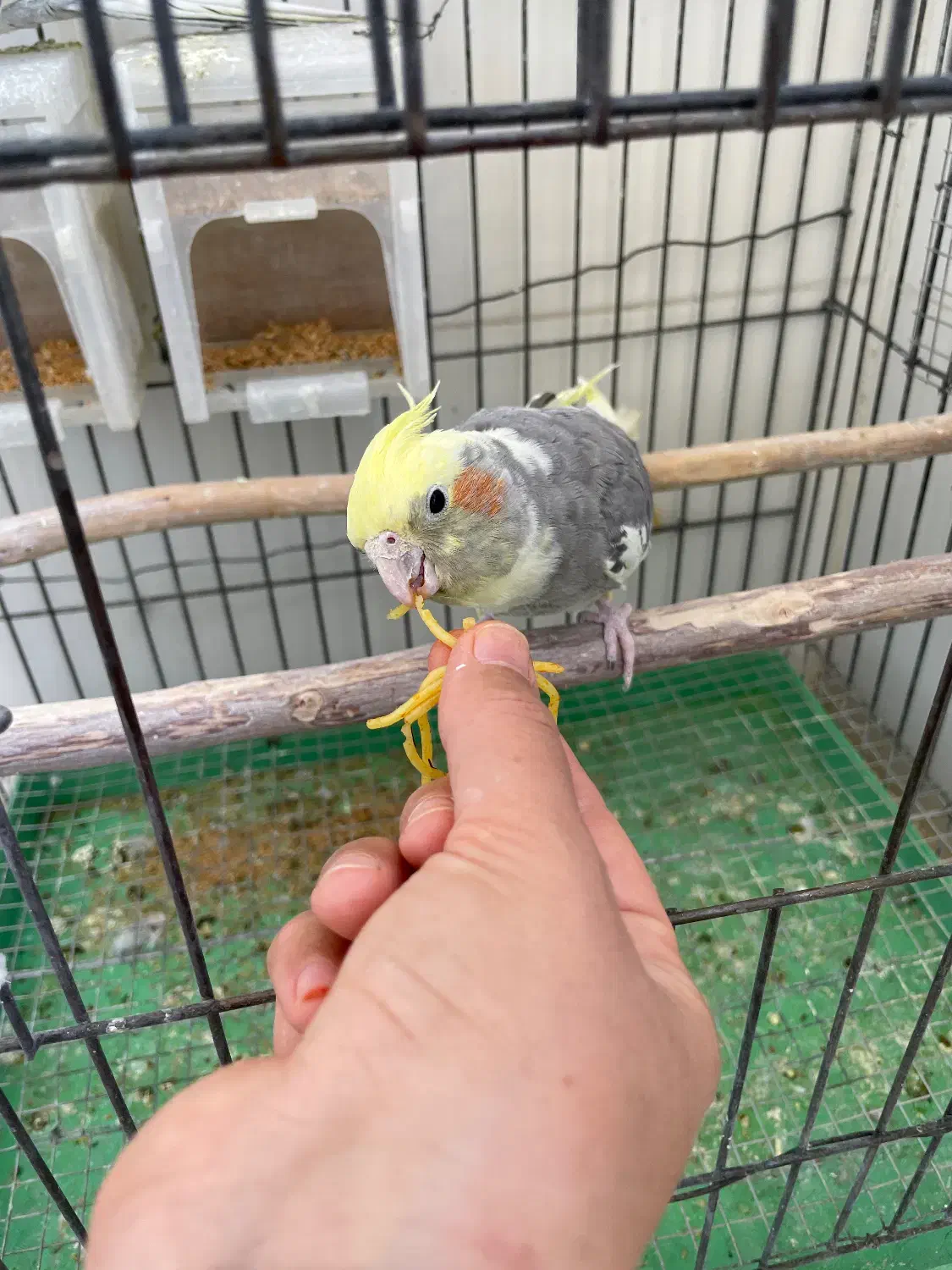 عروس جفت با تخفیف|پرنده|بافق, |دیوار