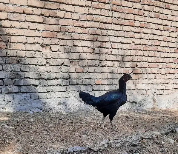 مرغ‌وخروس‌لاری|حیوانات مزرعه|نیر (اردبیل), |دیوار