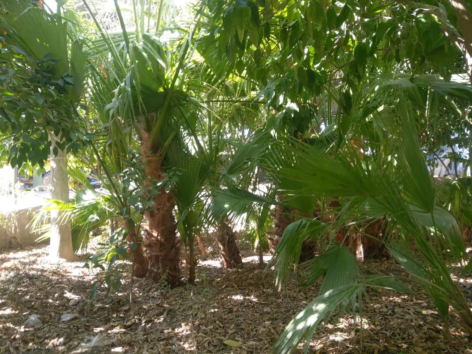 تعدای نهال پالم|گل و گیاه طبیعی|یزد, |دیوار