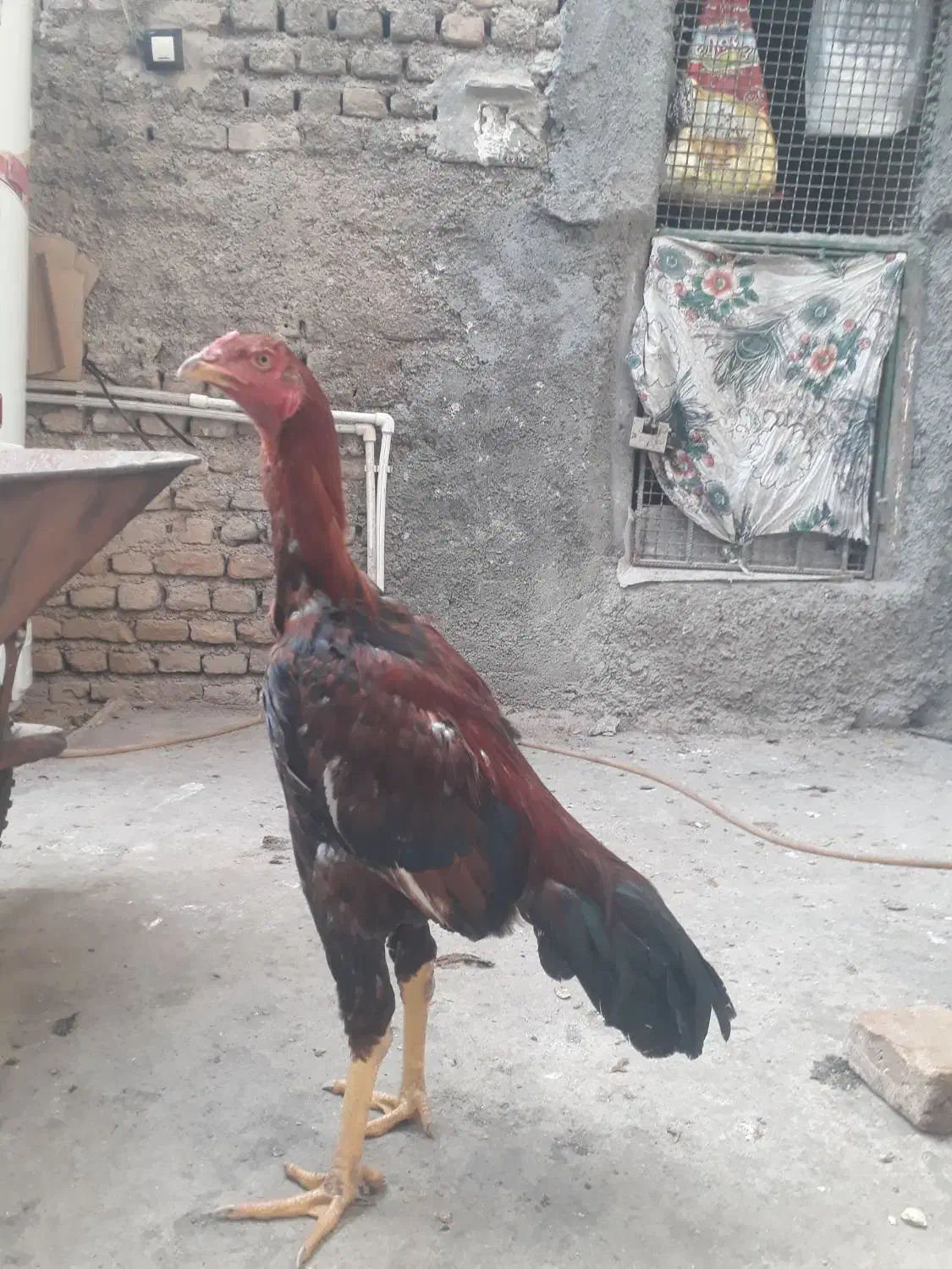 جوجه خروس لاری نسل دار|حیوانات مزرعه|مزرعه کتول, |دیوار