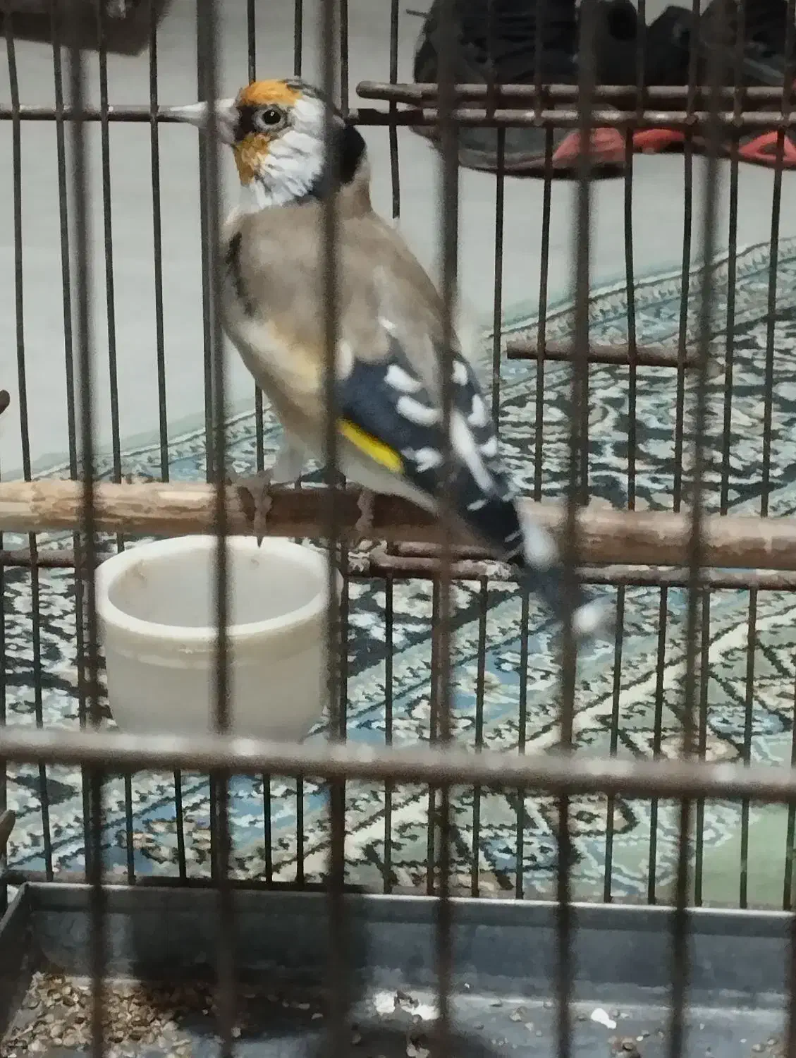 سهره|پرنده|قرچک, داوود آباد|دیوار