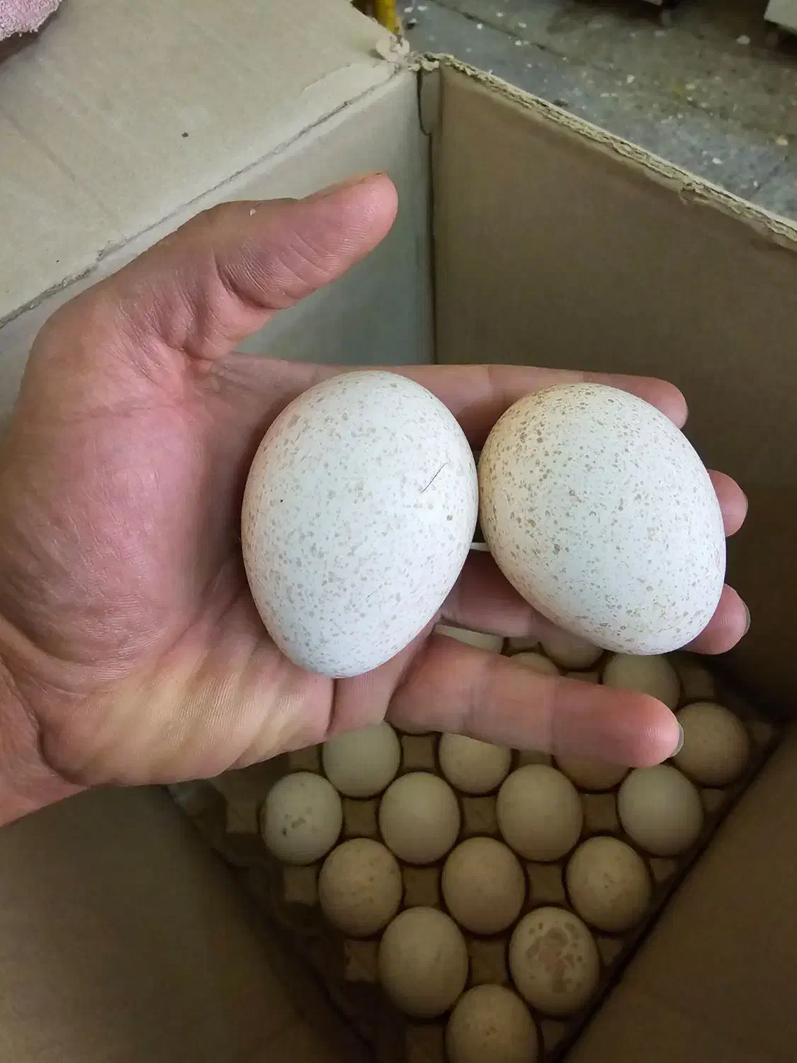 تخم نطفه دار بوقلمون برنز|حیوانات مزرعه|رامشیر, |دیوار