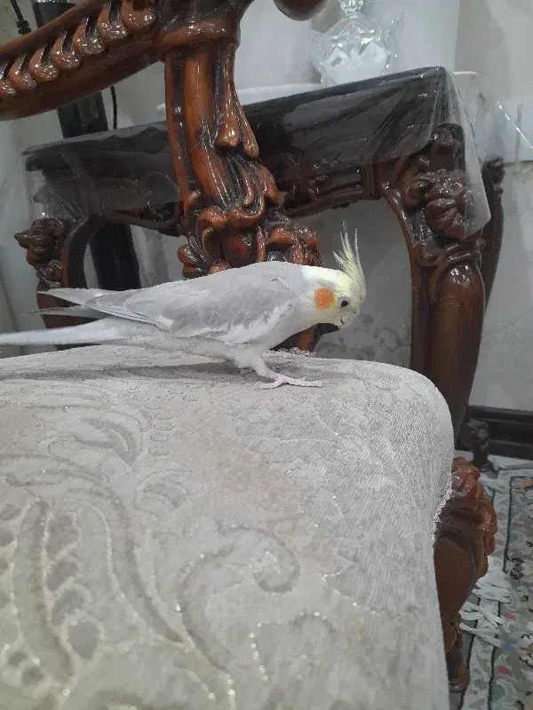 عروس هلندی|پرنده|قم, باغ شازده|دیوار