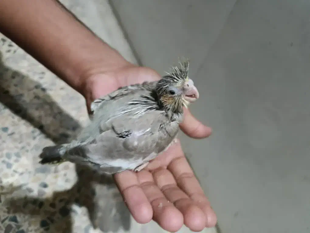 جوجه عروس هلندی اهویی|پرنده|میناب, |دیوار