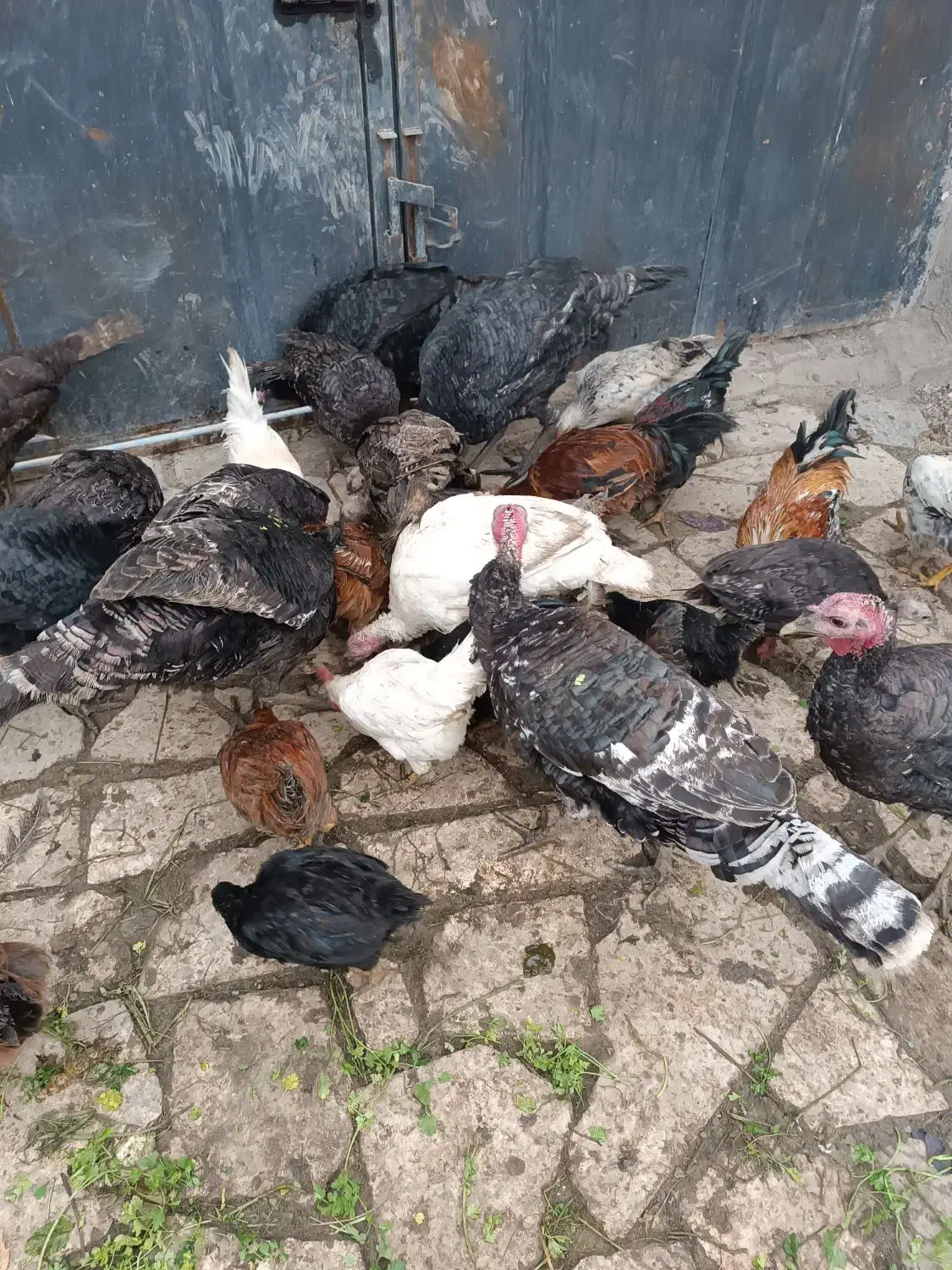 نرو ماده بقلمون|حیوانات مزرعه|مشهد, توس (بلوار توس)|دیوار