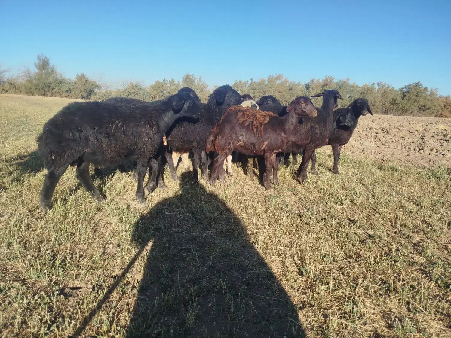 قزل افشار|حیوانات مزرعه|فیروزآباد (آذربایجان), |دیوار