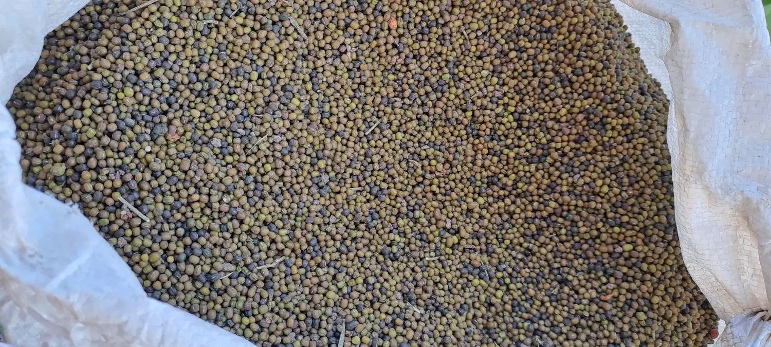 ماش|عمده‌فروشی|شاهیوند, |دیوار