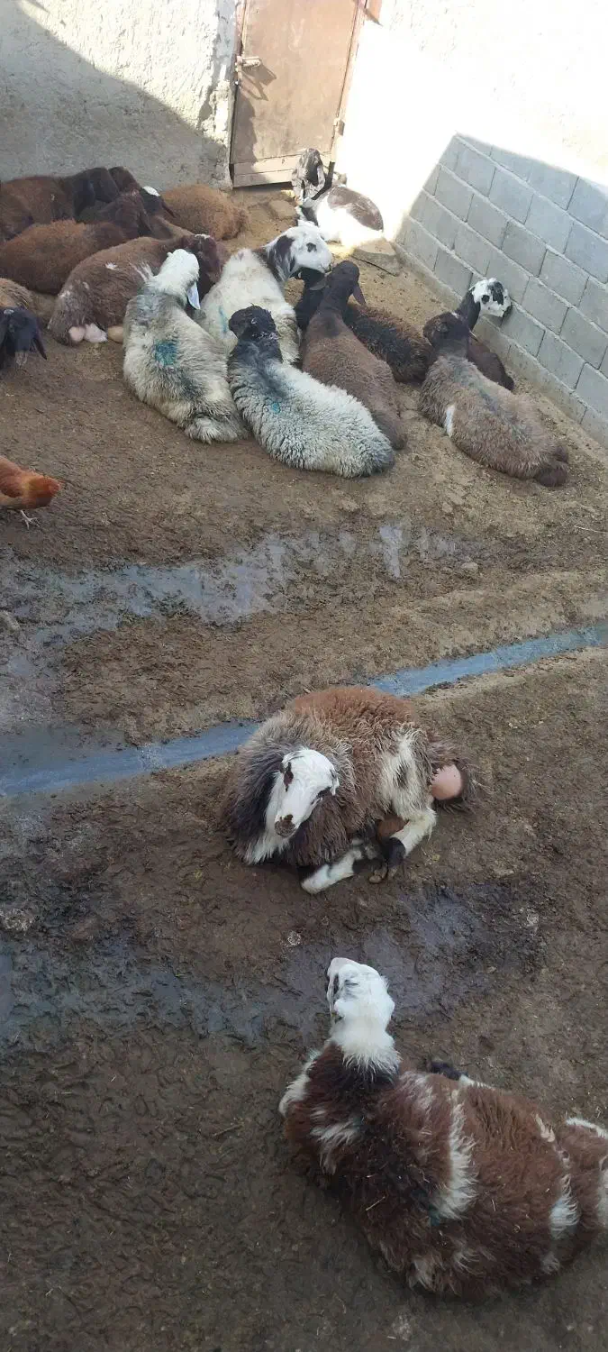 بره نر|حیوانات مزرعه|بروجرد, |دیوار